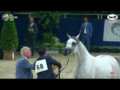 N 68 D SHARAR   AACHEN 2022   38° All Nations Cup   Colts 2 Years Old Class 4