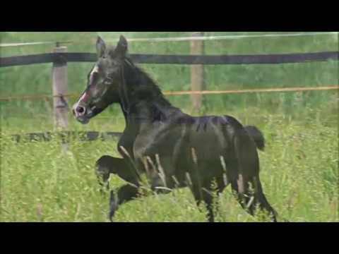 Stute von Hickstead White x Quicksilber