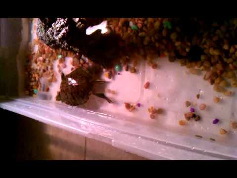 download lagu mp3 mp4 Why Does My Turtle Keep Trying To Escape, download lagu Why Does My Turtle Keep Trying To Escape gratis, unduh video klip Why Does My Turtle Keep Trying To Escape