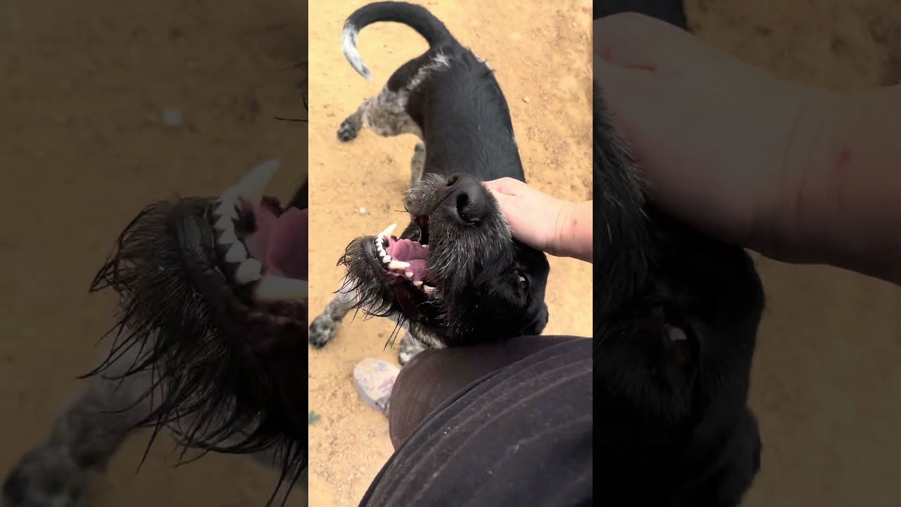 Enlarge Willy, an adopted German Wirehaired Pointer in Carmel, IN video 5/5