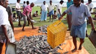 preview picture of video 'Fresh fish selling near dam'