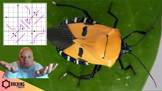 Getting to Grips with a Bug