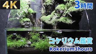 【4K映像・3時間】コケリウム・アクアリウムBGM動画｜癒しの３時間（癒し・水の音・バーチャル水槽）｜AQUARIUM