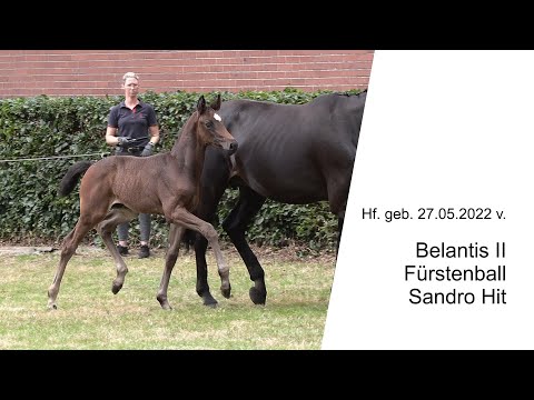 Hf v Belantis II x Fuerstenball x Sandro Hit 2022
