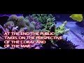 A VR Tour Of The Italian Coral Reef And Sea