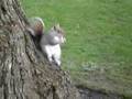 Squirel Eating Nut