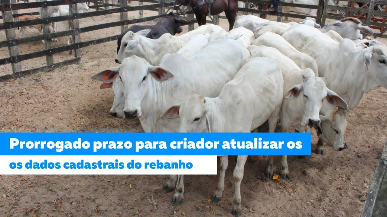 Prorrogado prazo para criador atualizar os dados cadastrais do rebanho