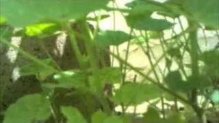 MuscleMouth - MidiLatencyTester