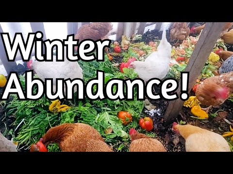 Winter Chickens THRIVING!