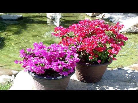 , title : '4 Tips To Grow Bougainvillea At Home - Gardening Tips'