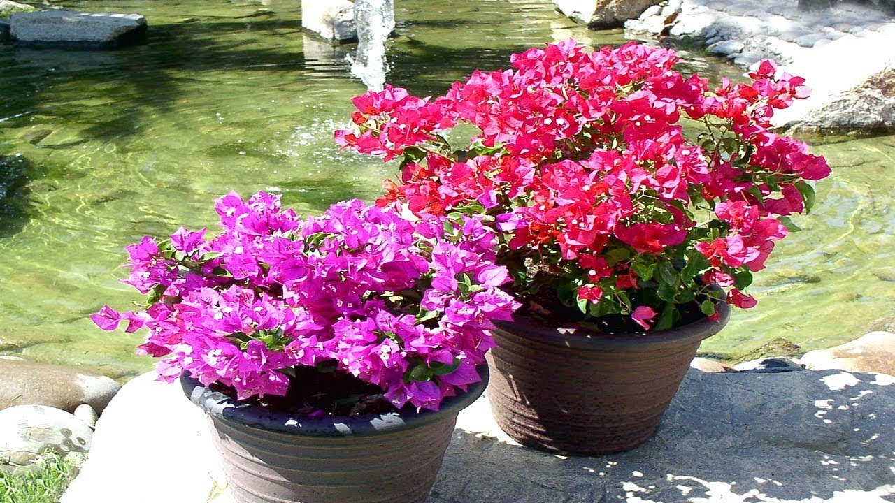 Watch video 4 Tips To Grow Bougainvillea At Home - Gardening Tips Now 4 Tips To Grow Bougainvillea At Home - Gardening Tips