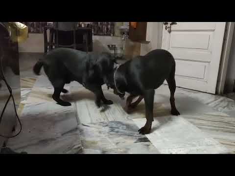 Rocky dada k khelanor chesta cholche candyr