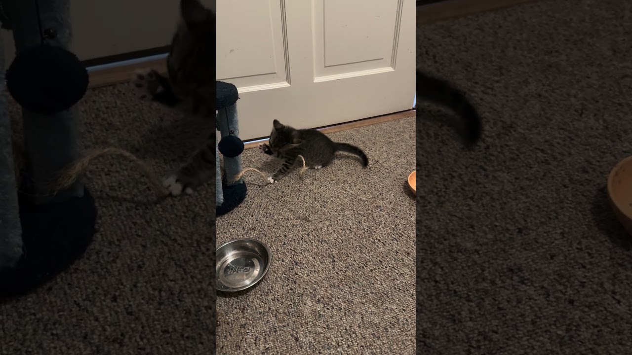 Razzmatazz, an adopted mixed breed in Hyattsville, MD video 5/5