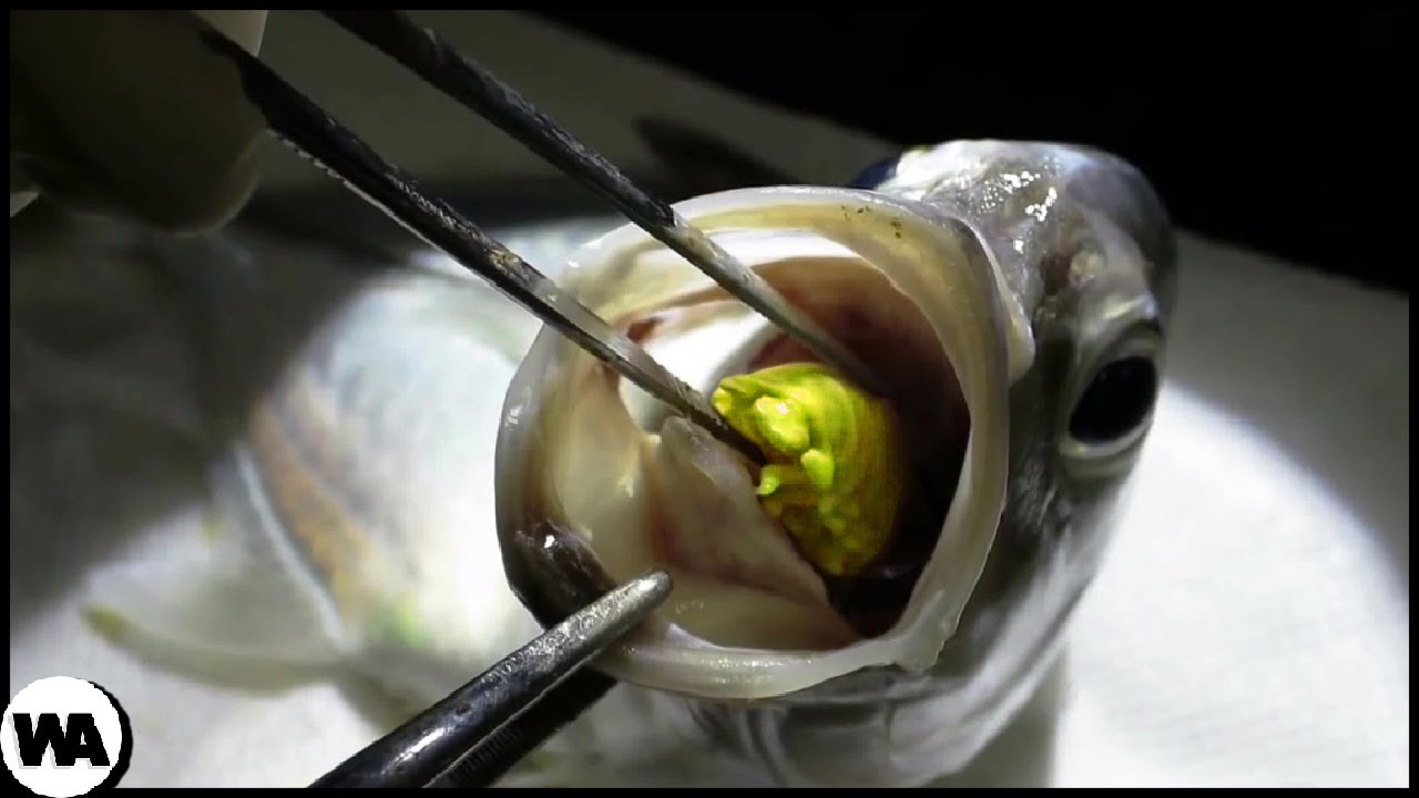 Вот Как Животные Превращаются в Зомби