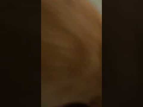 jasper#cats #catlove #catvideos #funnycat#cutecat#babycat