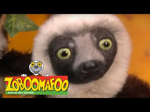 Zoboomafoo 220 - World of Legs (Full Episode)
