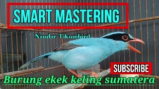 Download lagu BURUNG EKEK KELING BERISIK SUARA KERAS DAN KASAR COCOK UNTUK PANCINGAN BURUNG EKEK MALAS BUNYI mp3 Download lagu BURUNG EKEK KELING BERISIK SUARA KERAS DAN KASAR COCOK UNTUK PANCINGAN BURUNG EKEK MALAS BUNYI mp3