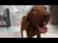 Vizsla cachorro en venta