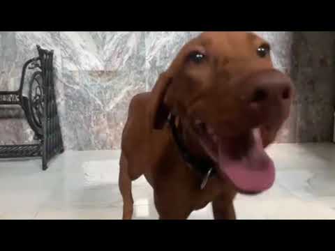 Magyar Vizsla Welpe kaufen
