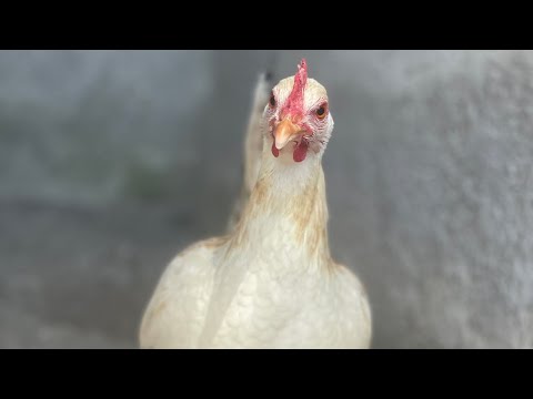 Lote regular grey, Brown red - Asil