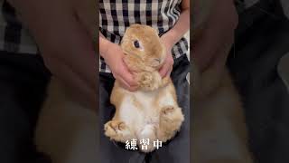 Download lagu TikTokの🐇DJダンスが可愛すぎたのでやってみた #dj #bunny #cuteanimals mp3