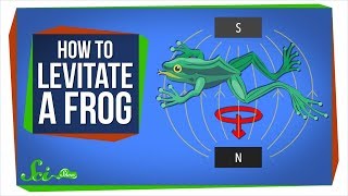 Diamagnetism: How to Levitate a Frog