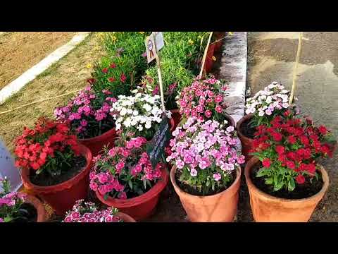 FLOWER SHOW 2023 AT SHAHEED CHANDRASHEKHAR AZAD PARK, PRAYAGRAJ