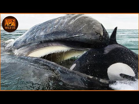 Most Terrifying ORCA Attacks Ever Recorded | Wild Animals