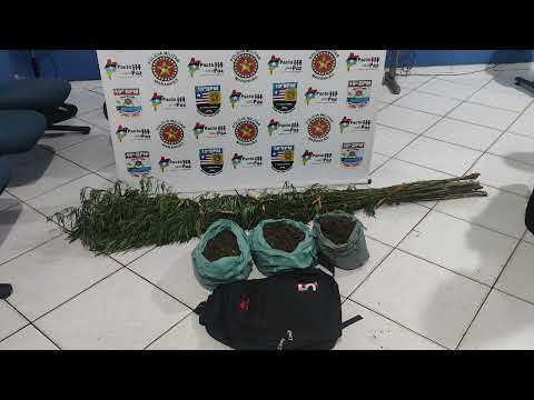 Outra roça de maconha descoberta em Santa Helena MA