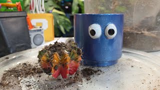 Adding Airflow To The Garage Garden And Repotting a Cactus