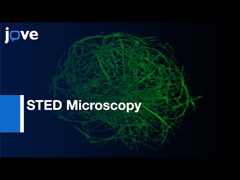 STED Microscopy for Visualizing Acting and Microtubule Cytoskeleton | Protocol Preview