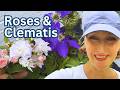 How I Plant Roses And Clematis