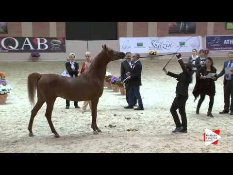 N.93 LC PRINCE MAGNUM - Milan 2016 - Stallions 7+ years old (Class 11/12)