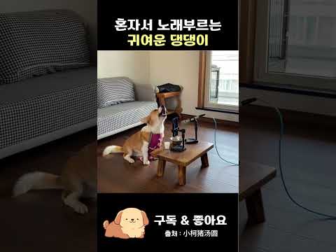 대박~! 노래하는 강아지, 랩하는 래퍼 강아지가 다 있네요?