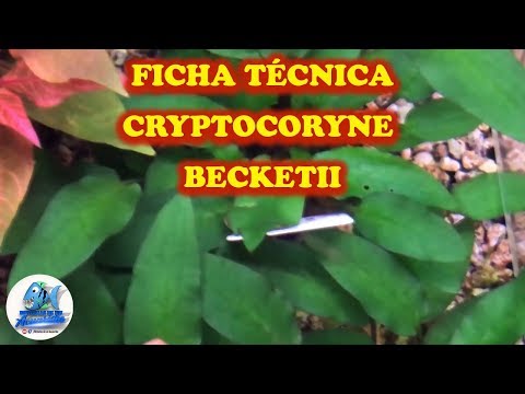 Watch Video on YouTube