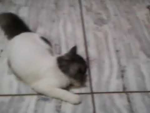 A cat suffering for a small ball