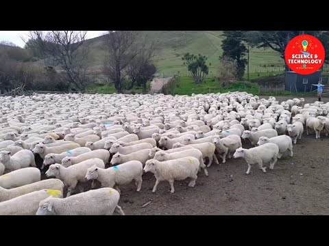 , title : 'Wonderful New Zealand Sheep Farm, The Largest and Most Successful Ram Breeding Operation in NZ'