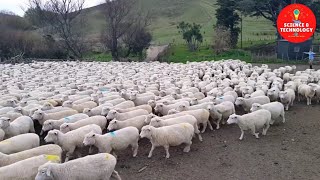 Wonderful New Zealand Sheep Farm, The Largest and Most Successful Ram Breeding Operation in NZ