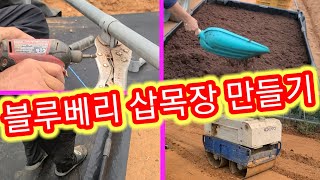 블루베리 삽목장 만들기~