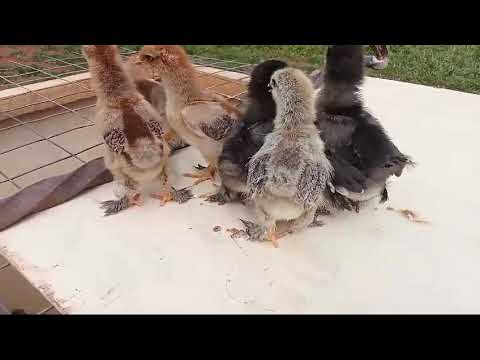 Brahma Chicken Farm - Brahma chicken breed kenya