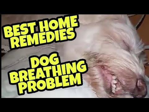 YouTube video about: How to get my dog to stop hyperventilating?
