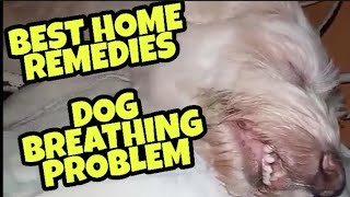 DOG BREATHING PROBLEM home remedies ["Miracles from Heaven", Luckycharm Dog)