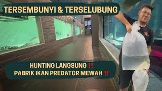 HUNTING LANGSUNG DI PABRIK IKAN PREDATOR MEWAH - BANYAK MEGATANK BERISI IKAN IKAN MEWAH GUYS