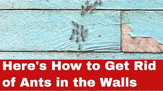 DIY Pest Control: How to Get Rid of Ants in the Walls