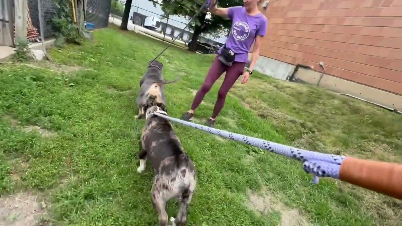 Edwina's Leash Test