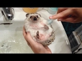 Adorable Pet Hedgehog Gets Given A Bath