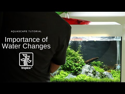 Aquascape Tutorial - Planted Tank Water Changes