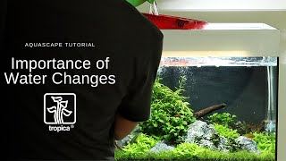 Aquascape Tutorial - Planted Tank Water Changes