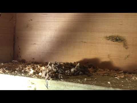 Odorous House Ants Found in Insulation in...