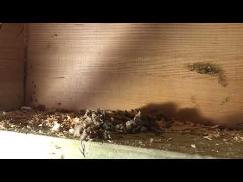 Odorous House Ants Found in Insulation in Neptune, NJ